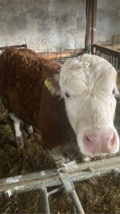 Taurasi cu certificat original