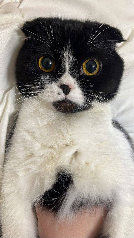 Кошка, отдам в добрые руки