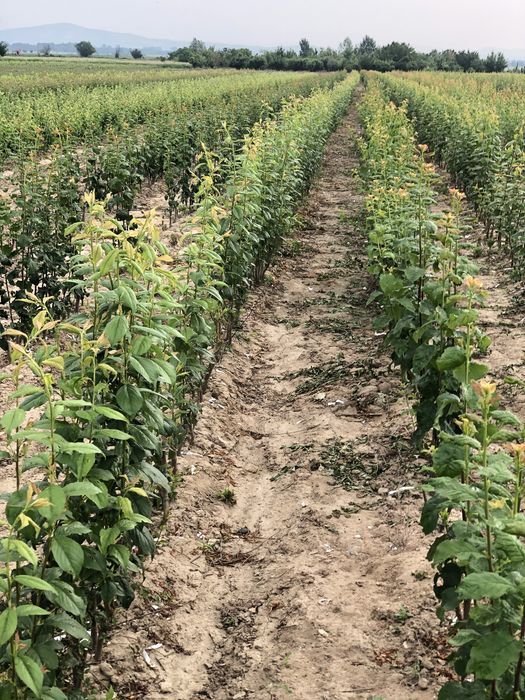 Овощен посадъчен материал