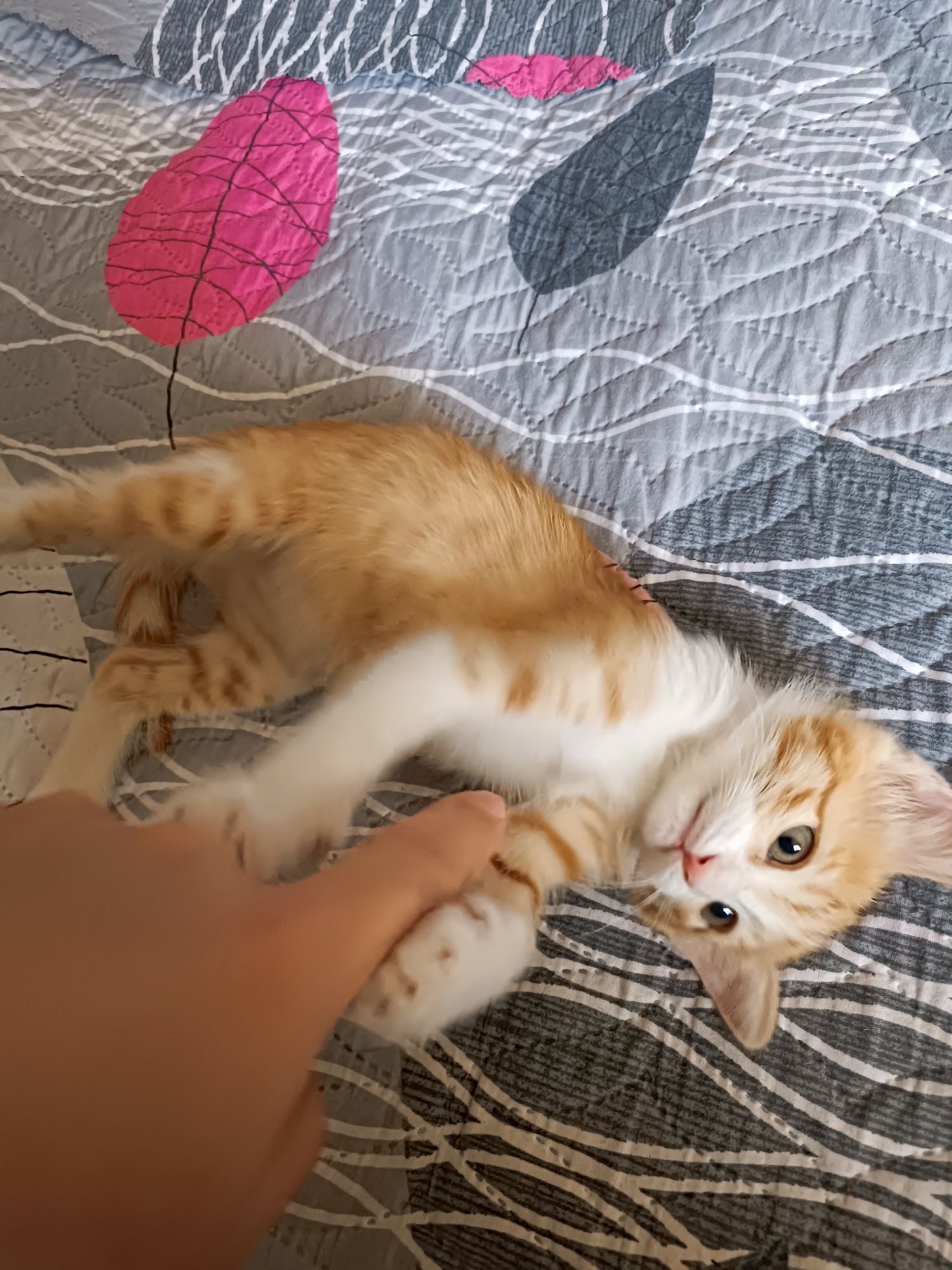 Отдам котят в добрые руки (3 месяца)