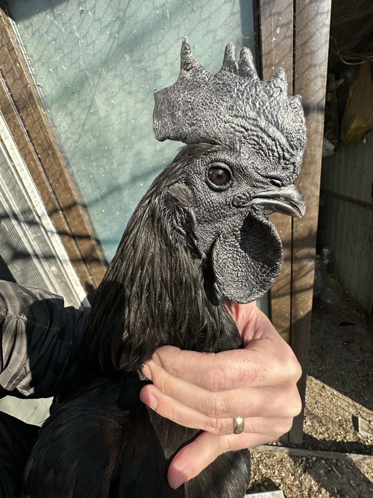 Oua de incubat Ayam cemani, rasa pura, gaini carne nragra