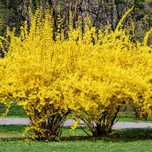Forsythia Forstitia (Copacul de aur)