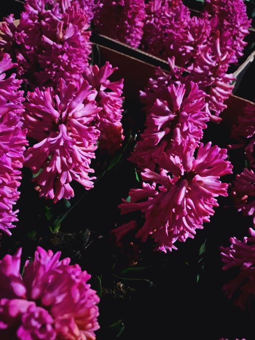 Zambile  ,mai multe culori, pret de  producator .