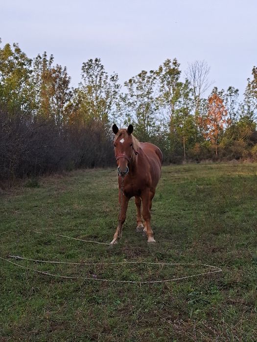 Vând iapa foarte cuminte