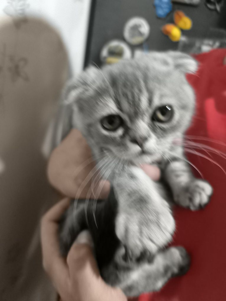 Срочно продам очаровательного котика