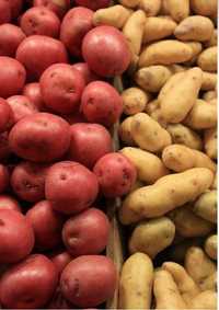 Семенная картошка оптом и в розницу