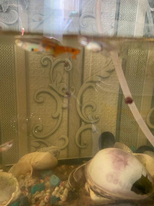 Аквариум балығымен сатылады