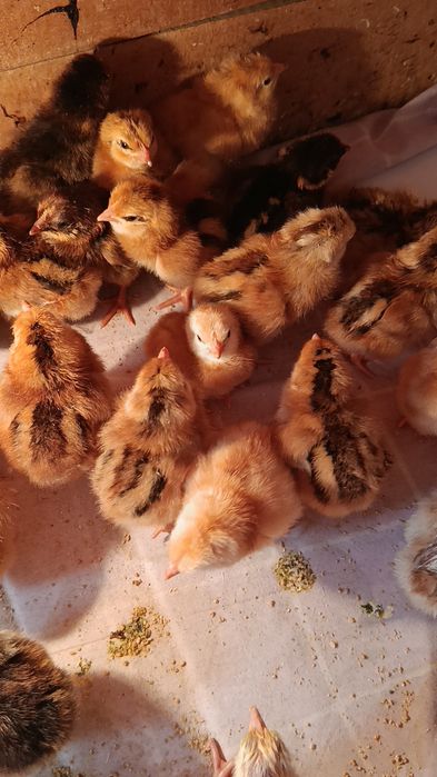 Жўжалар Корея Хан ҳеяп