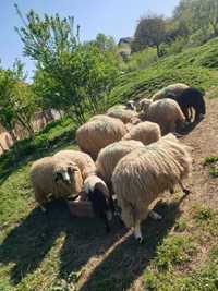 Vand urgent 7 cârlani si trei oi bune tinere oile se vând fără miei !