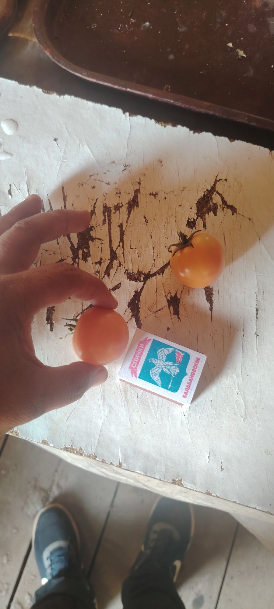 Помидор для соления