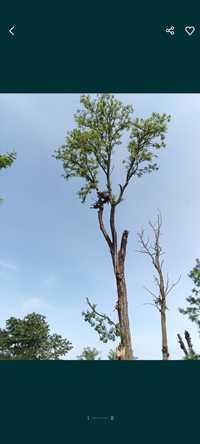 Toaletare defrișat arbori