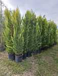 Plante ornamentale / copaci ornamentali