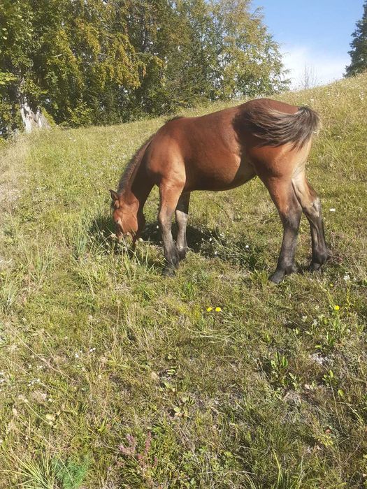 Vand manz de cinci luni