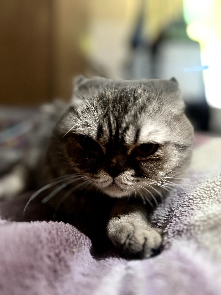 Продается кошка скотч фолд  весело ухой