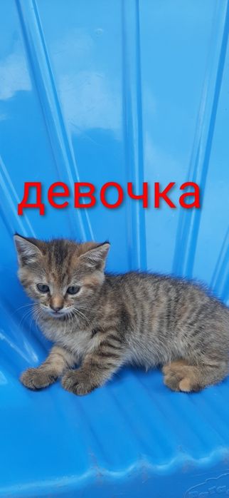 Отдам котят в заботливые руки