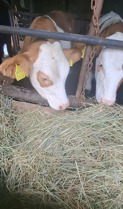 Vând două vițele rasă Bălțată Românească