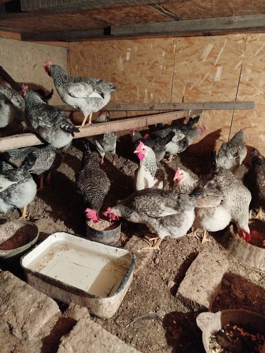 Продам петухов и кур молодок