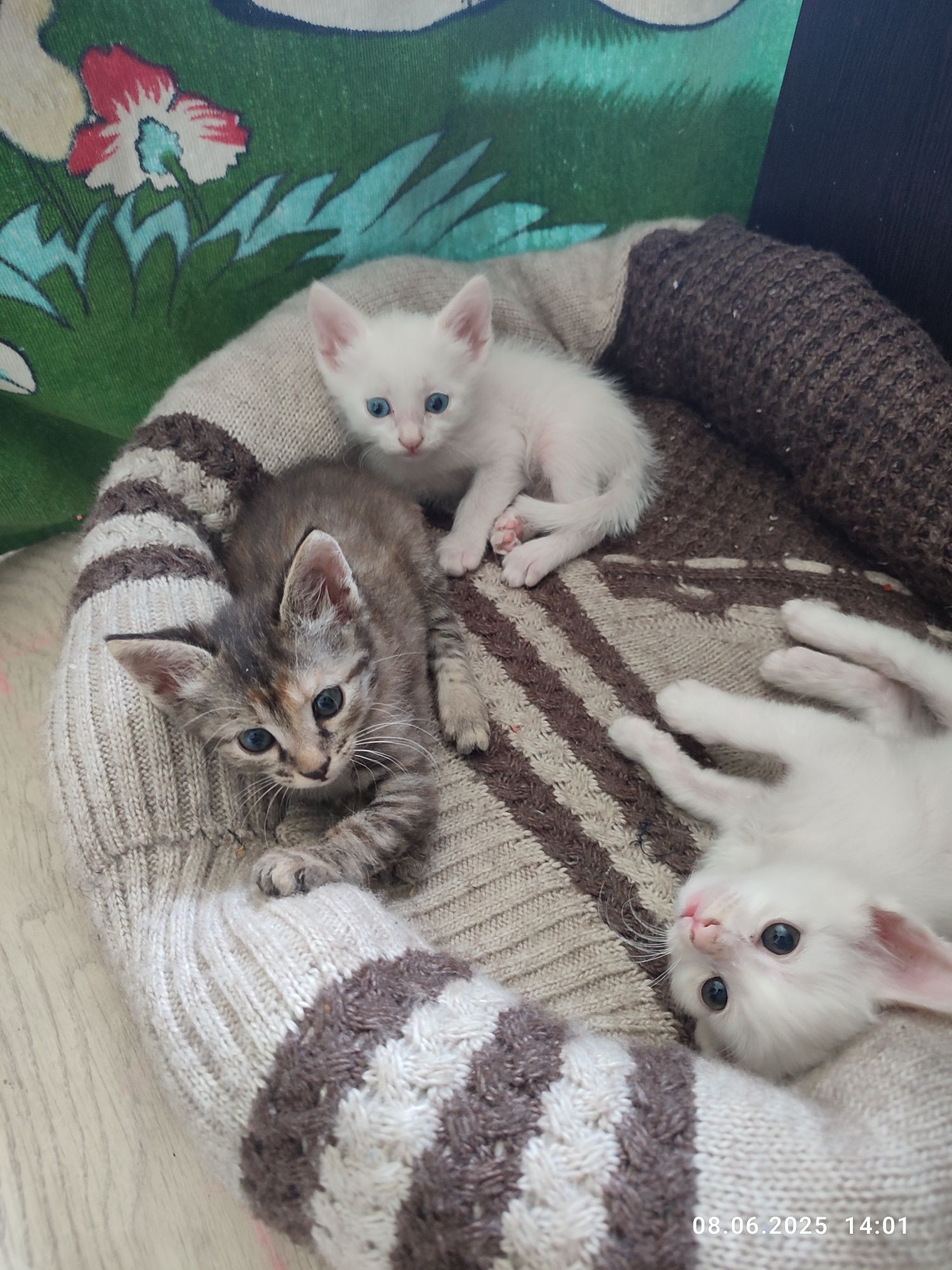 Отдам котят в добрые руки