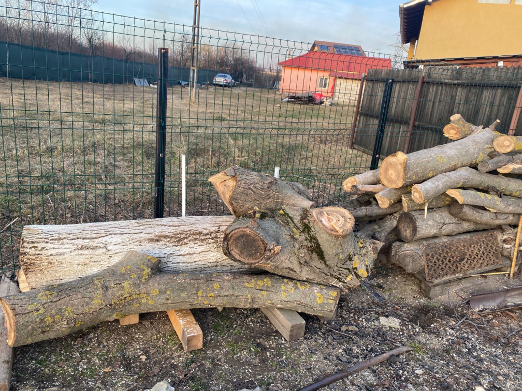 Vând trunchi de nuc