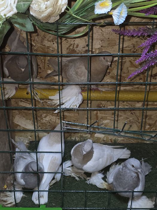 Продаются голубки породы тасман
Продаются голуби по
Продаются голуби п