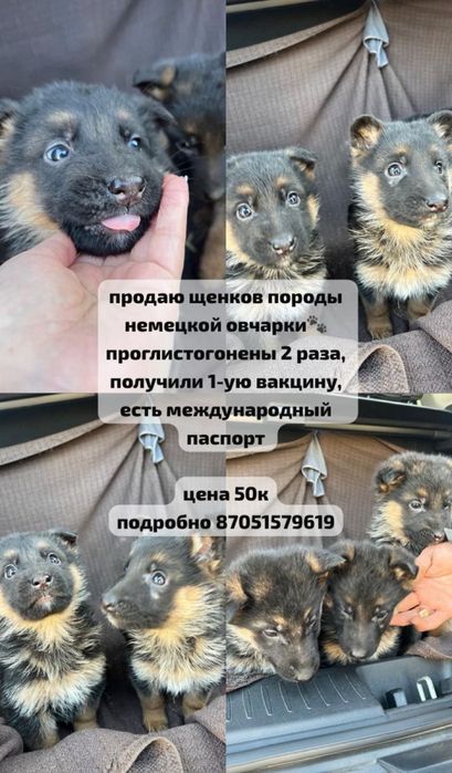 Продам щенков овчарки
