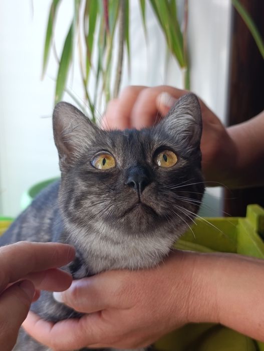 Кошка в добрые руки