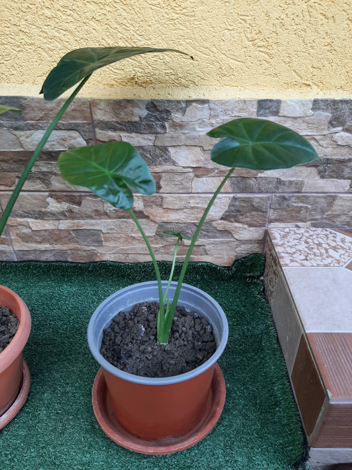 De vânzare urechea elefantului (colocasia)