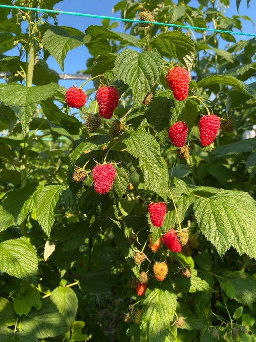Zmeură de munte proaspătă – 30 lei/kg