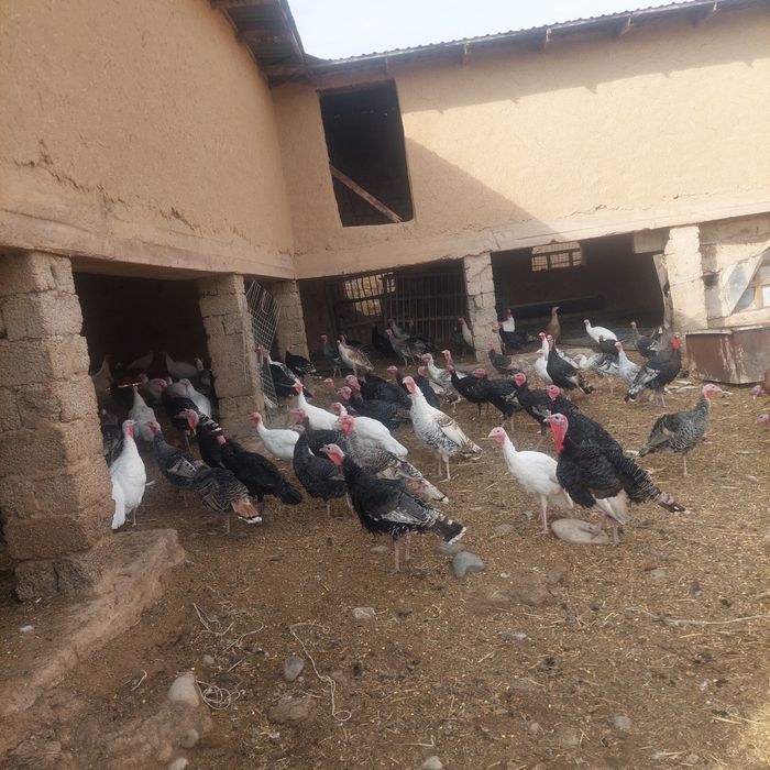 Kurakalar sotiladi Tuxum qoʻyiwi bowlagan