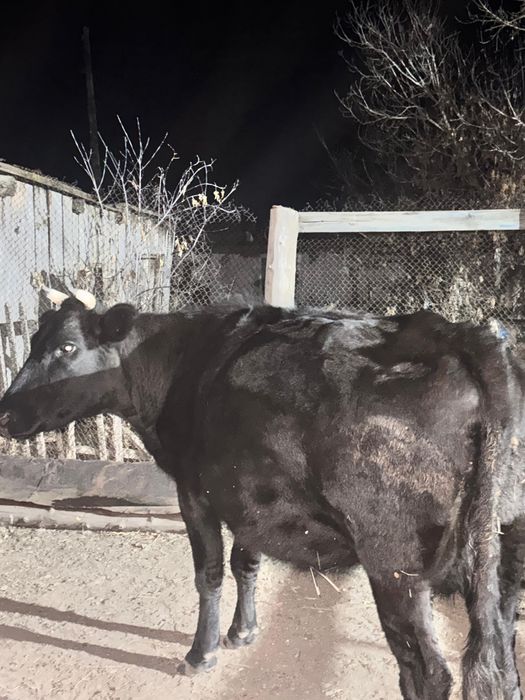 1 бұзаулаған сиыр