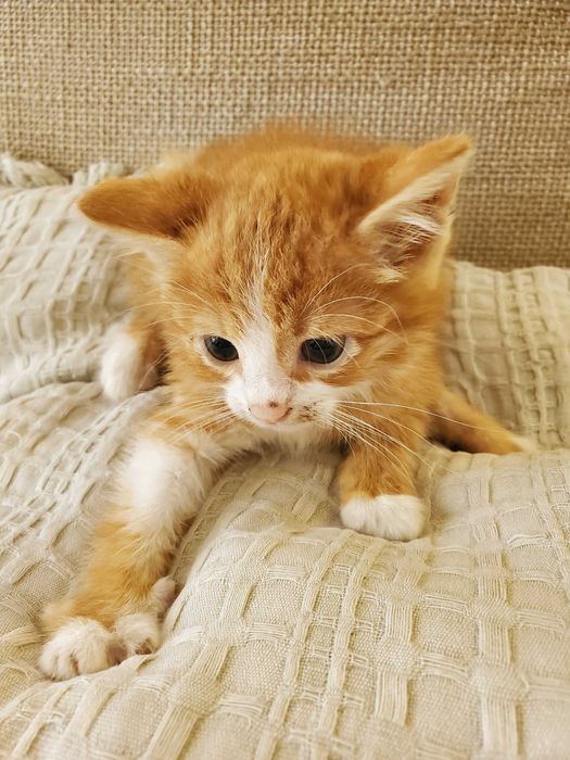 Три домашни червеникави котенца търсят дом