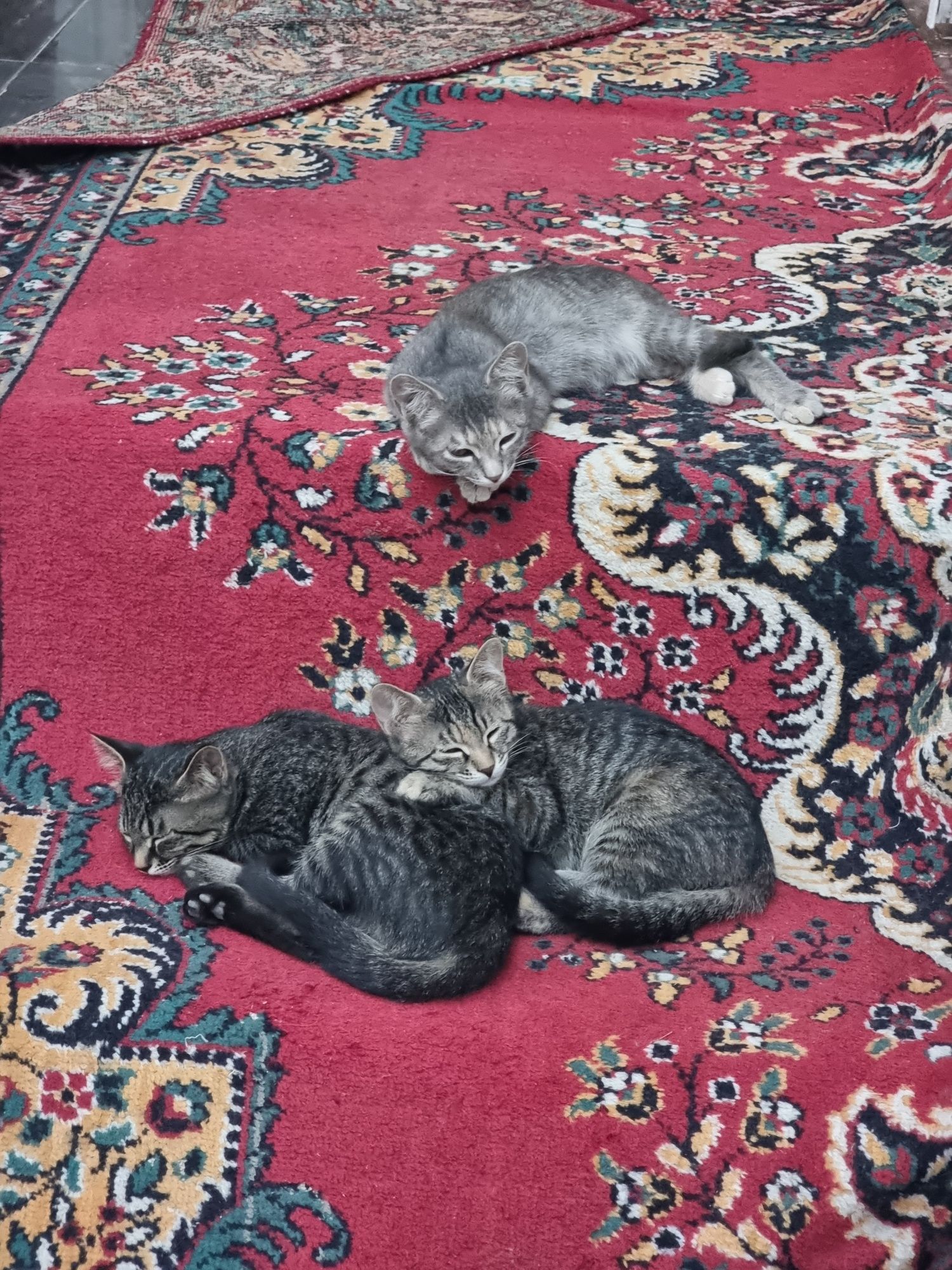 Отдам котёнка в добрые руки