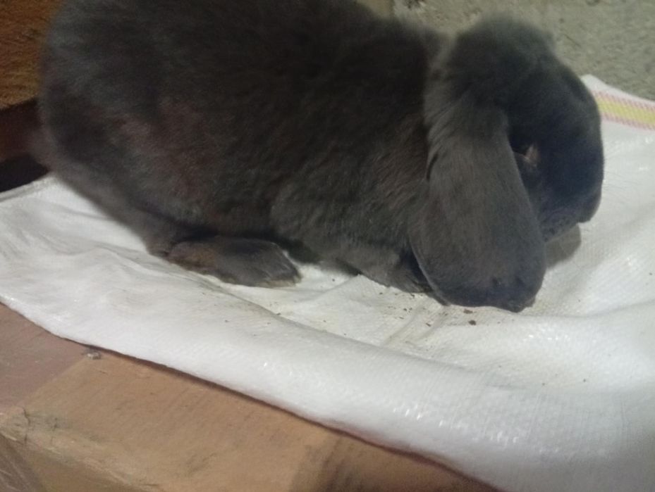 Vând iepuri fluture german și berbec german