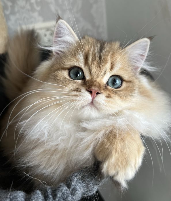 British golden cu pedigree