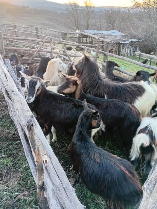 Vând 15 capre și un țap