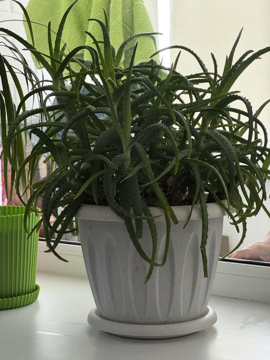 Алое живое, лечебное