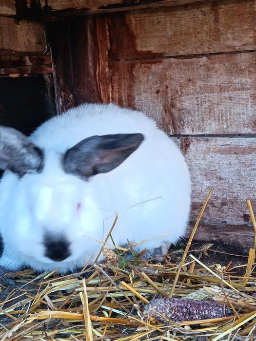 Vând iepuri belgieni cu fluturaș