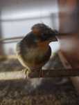 De vânzare perche canari