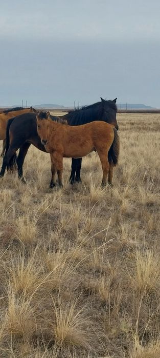 Бие құлынымен сатылады