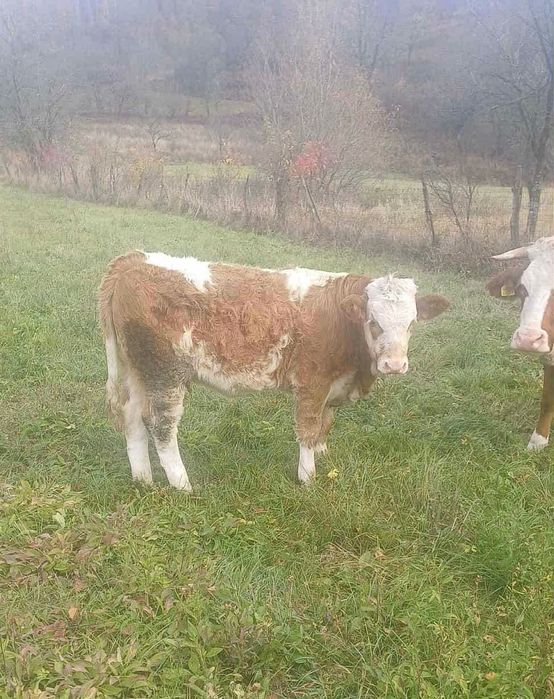 Vând Vițea Bălțata Românească de 5 luni