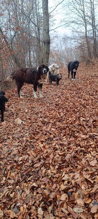 De vânzare oi și câini