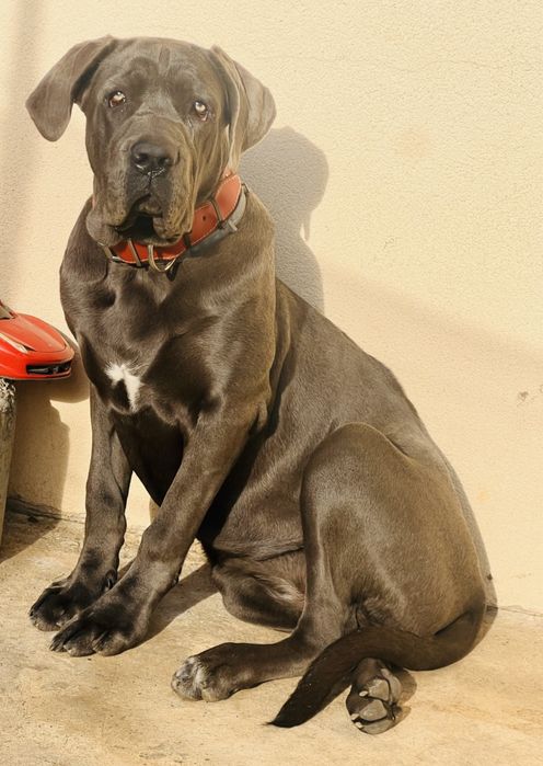 Cane corso femela