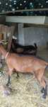 Capra alpin franceza