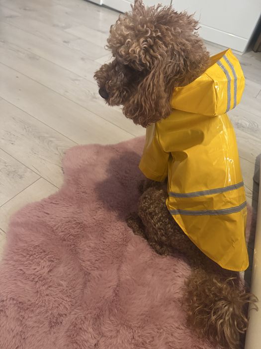 Продавам нови кучешки дрехи,кучешко елече, кучешки дъждобран