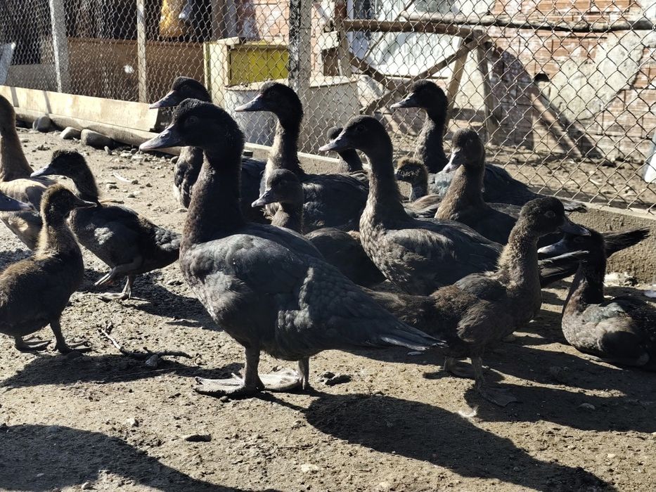 Неми патици млади