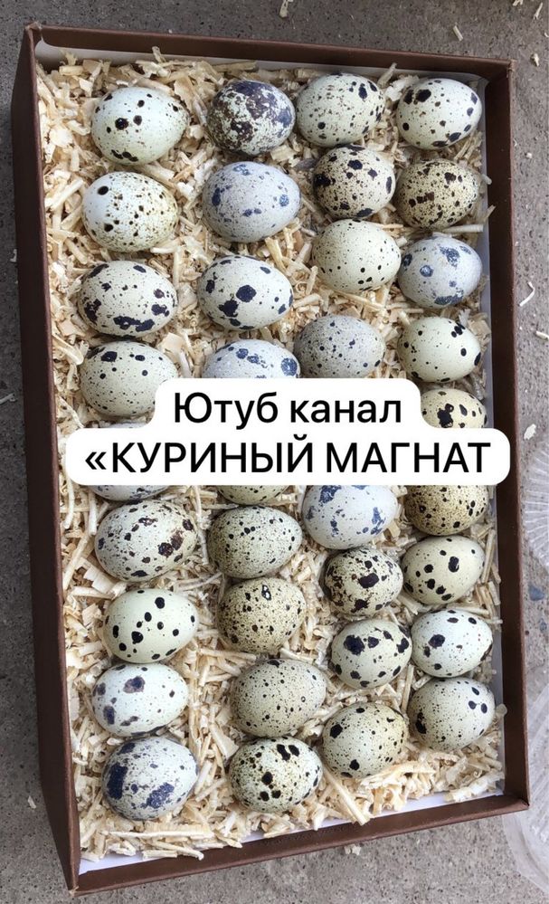 Инкубационное перепелиное яйцо ТАНЮШКИН ГИГАНТ.