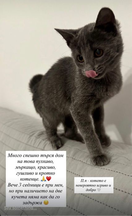 Подаряваме много сладко здраво котенце