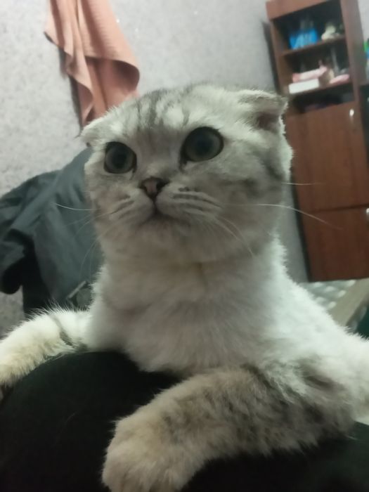 Скотиш фолд серебристый