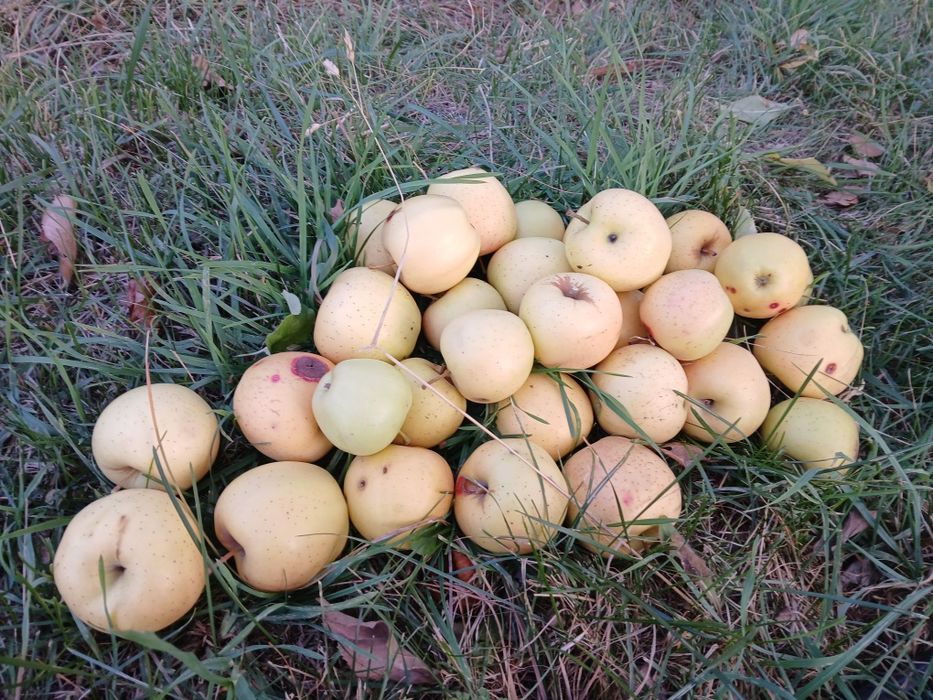 Продам яблоки золотой привосход