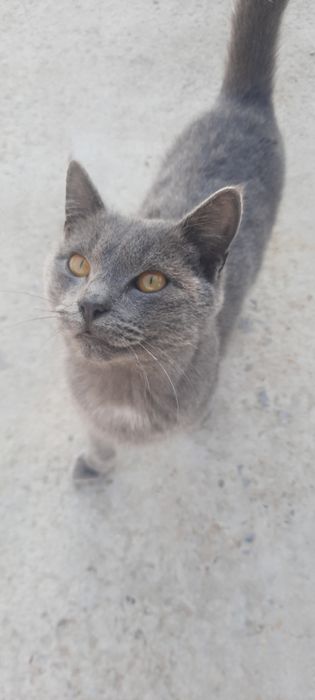 Отдам хорошие руки